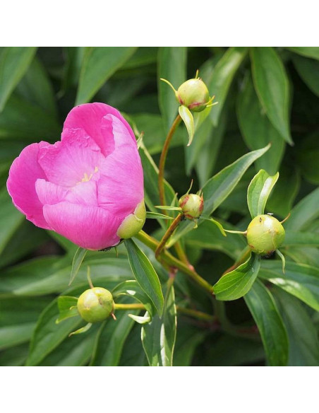 BOWL OF LOVE Władysława Paeonia Piwonia