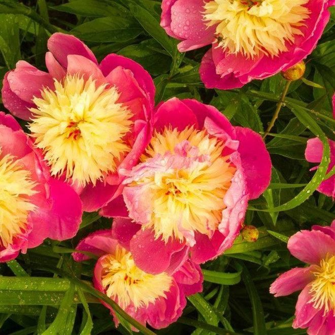 Piwonia BOWL OF LOVE Paeonia