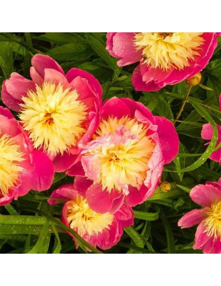 Piwonia BOWL OF LOVE Paeonia