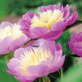 Piwonia Bowl of Beauty Paeonia