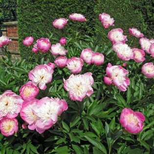 Piwonia Bowl of Beauty Paeonia 2