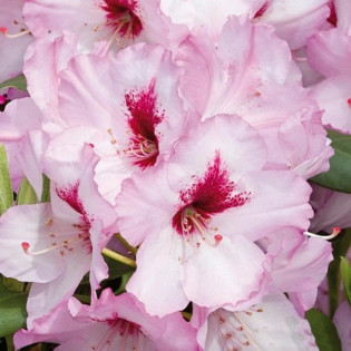 Różanecznik wielkokwiatowy Danuta Rhododendron hybridum