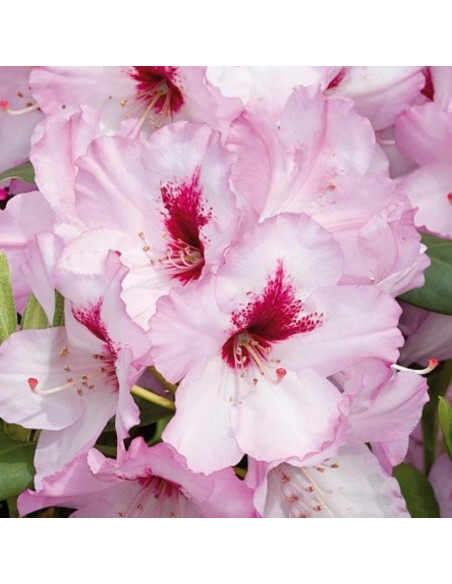 Różanecznik wielkokwiatowy Danuta Rhododendron hybridum