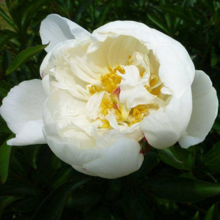 Piwonia Boule de Neige Paeonia