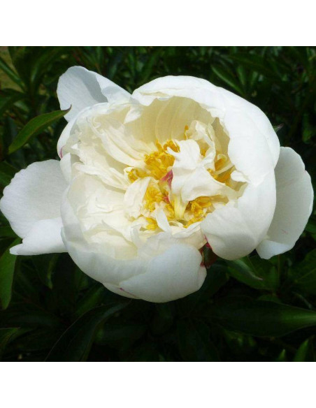 Piwonia Boule de Neige Paeonia