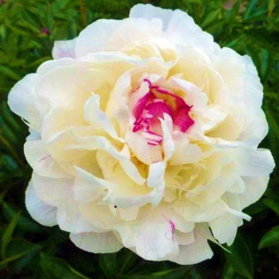 Piwonia Boule de Neige Paeonia 2
