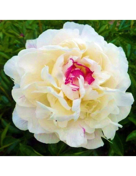 Boule de Neige Paeonia Piwonia