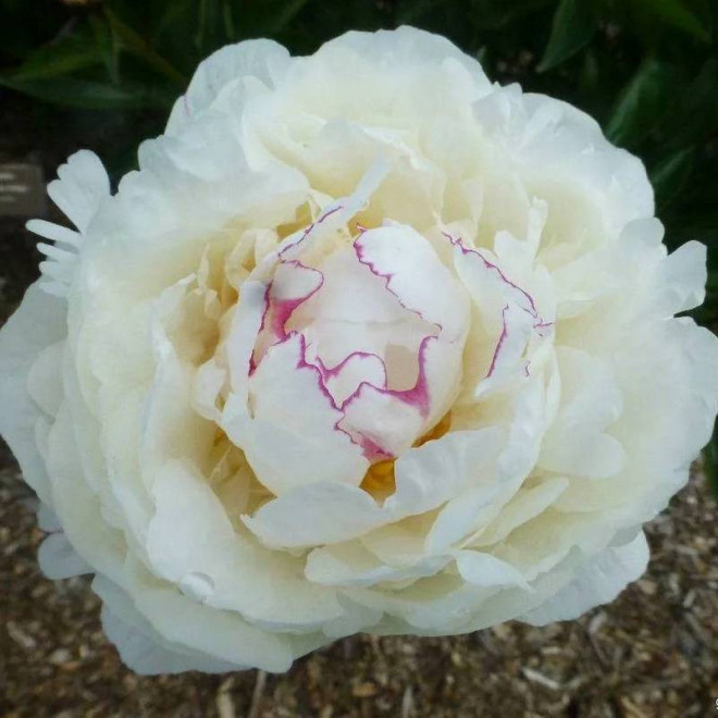 Piwonia Paeonia Boule de Neige
