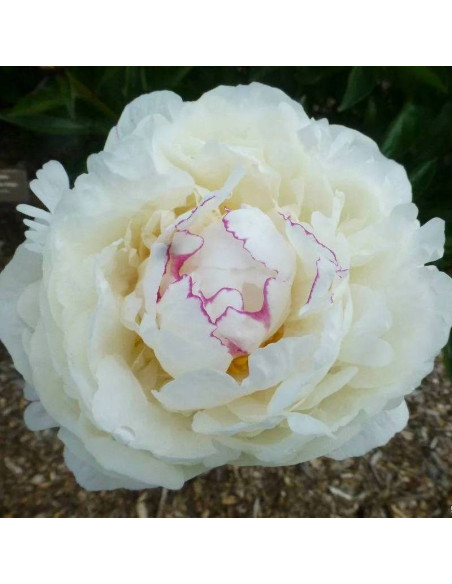 Piwonia Paeonia Boule de Neige