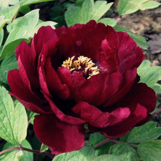 Piwonia Black Beauty Paeonia