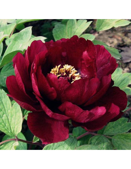 Piwonia Black Beauty Paeonia