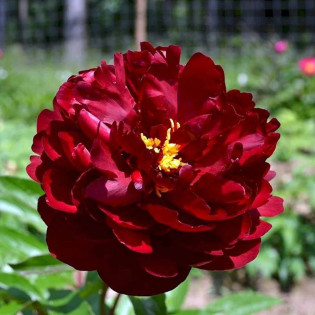 Piwonia Black Beauty Paeonia 2