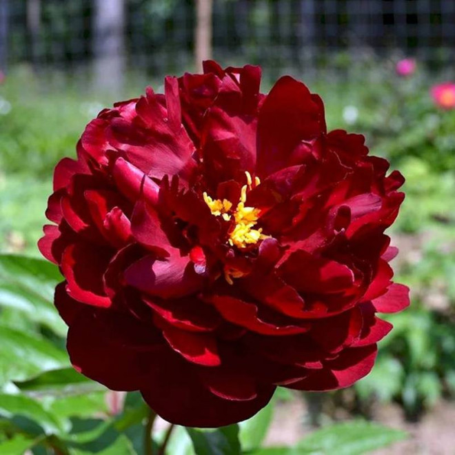 Black Beauty Paeonia Piwonia