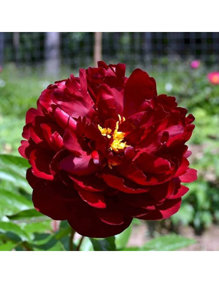 Black Beauty Paeonia Piwonia