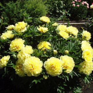 Bartzella Paeonia Piwonia 2