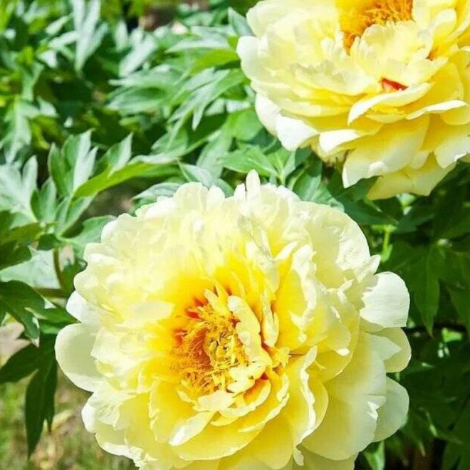 Piwonia Paeonia Bartzella