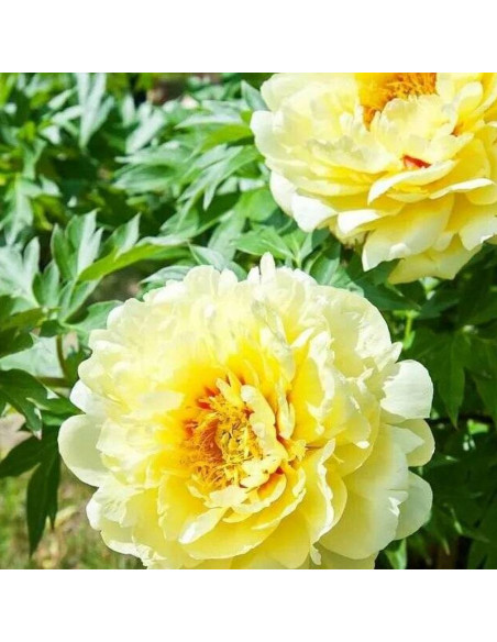 Piwonia Paeonia Bartzella