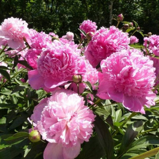 Piwonia Barbara Paeonia