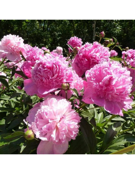 Piwonia Barbara Paeonia