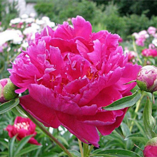 Piwonia Barbara Paeonia 2
