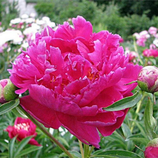Barbara Paeonia Piwonia