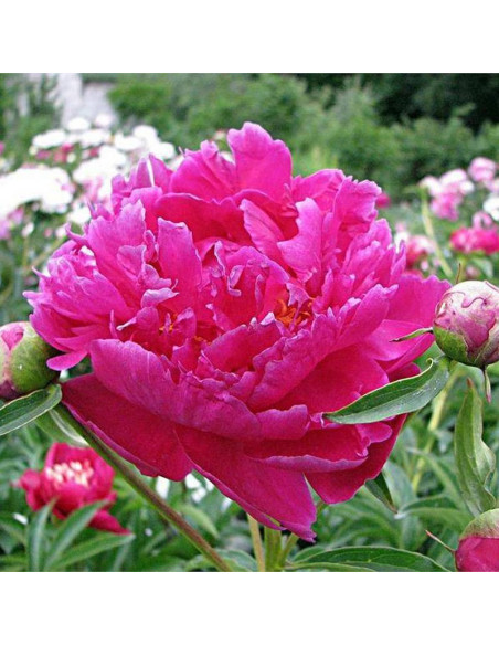 Barbara Paeonia Piwonia