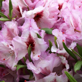 Różanecznik wielkokwiatowy Danuta Rhododendron hybridum 2