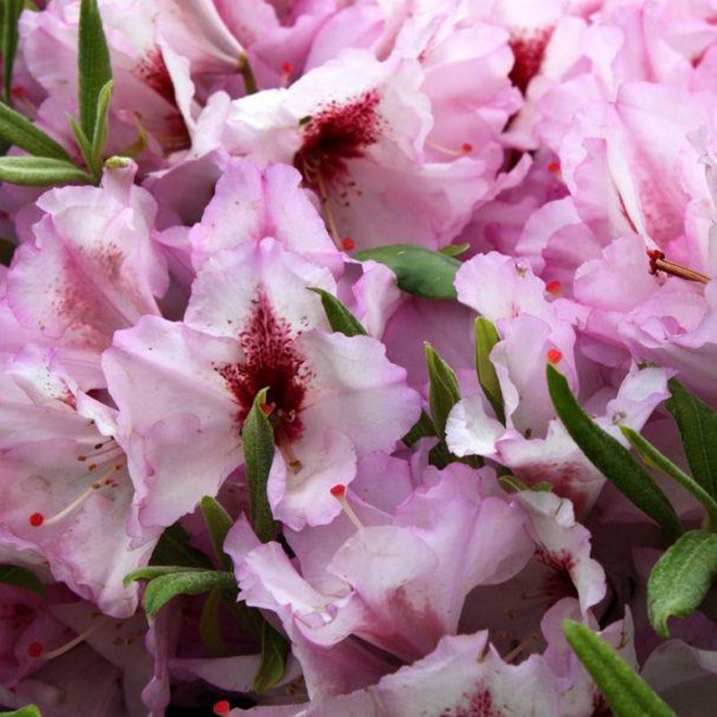 Danuta Różanecznik wielkokwiatowy Rhododendron hybridum