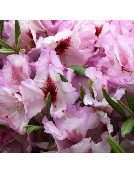 Danuta Różanecznik wielkokwiatowy Rhododendron hybridum