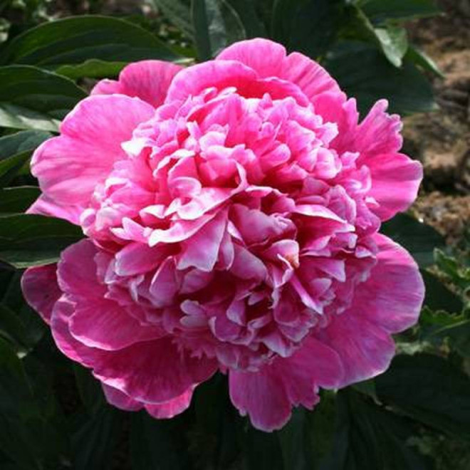 Piwonia Paeonia Barbara