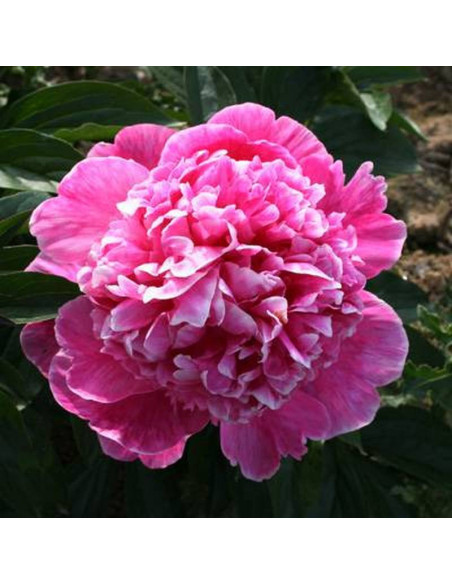 Piwonia Paeonia Barbara