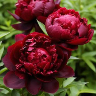 Piwonia ARMANI Mo Zi Ling Paeonia ARMANI