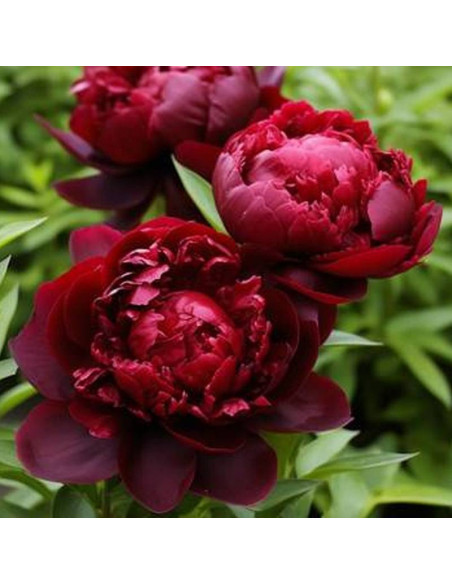 Piwonia ARMANI Mo Zi Ling Paeonia ARMANI