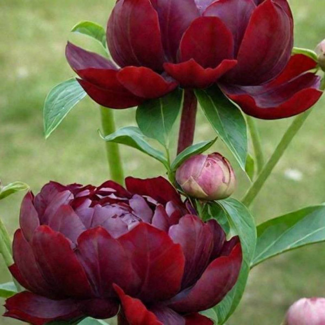 ARMANI Mo Zi Ling Paeonia ARMANI Piwonia