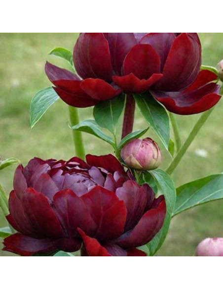 ARMANI Mo Zi Ling Paeonia ARMANI Piwonia