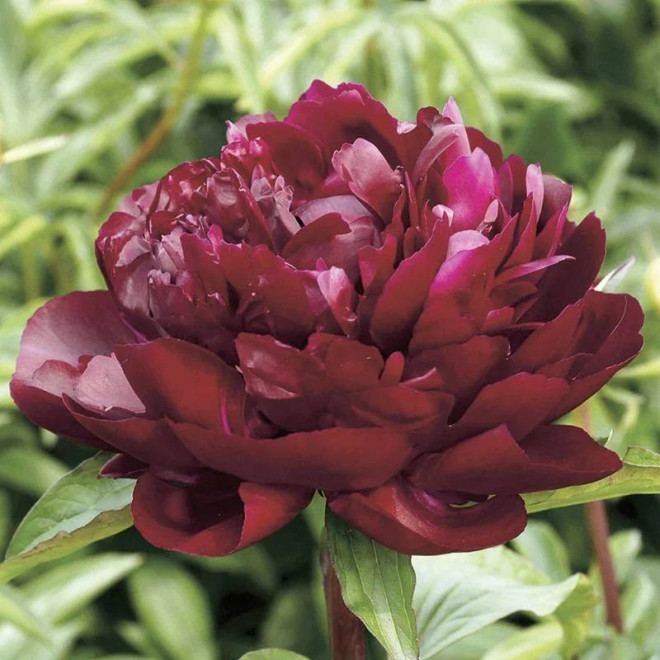 Piwonia ARMANI ARMANI Mo Zi Ling Paeonia