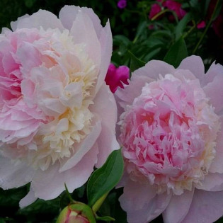 Angel Cheeks Paeonia Piwonia