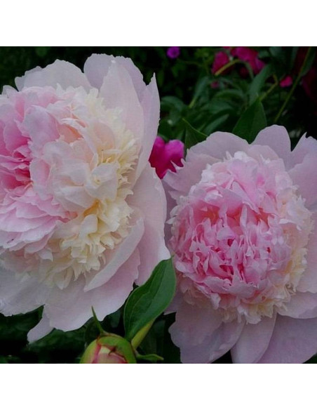 Angel Cheeks Paeonia Piwonia