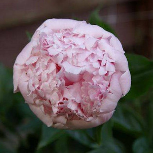 Angel Cheeks Paeonia Piwonia 2