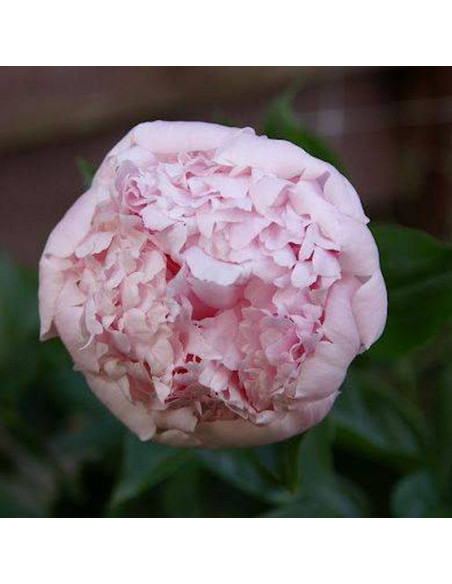 Piwonia Angel Cheeks Paeonia