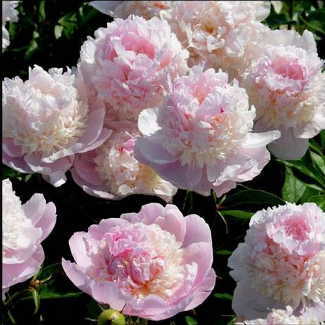 Piwonia Paeonia Angel Cheeks