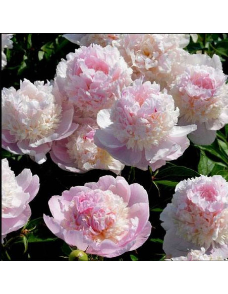 Piwonia Paeonia Angel Cheeks