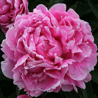 Piwonia Alexander Fleming Paeonia