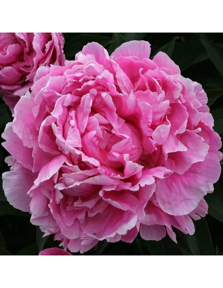 Piwonia Alexander Fleming Paeonia