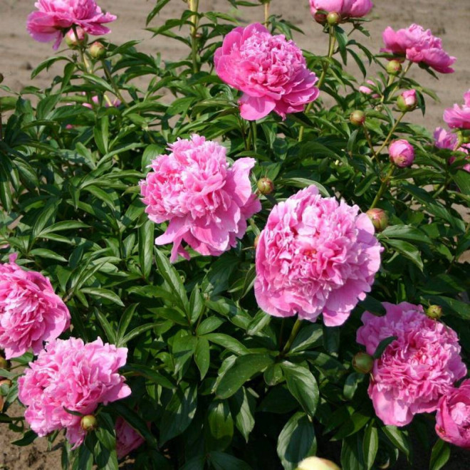 Alexander Fleming Paeonia Piwonia