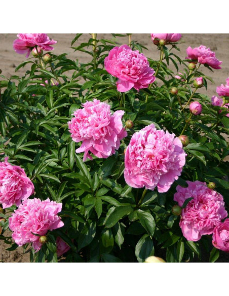 Alexander Fleming Paeonia Piwonia