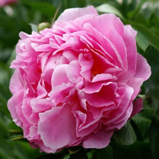Piwonia Paeonia Alexander Fleming