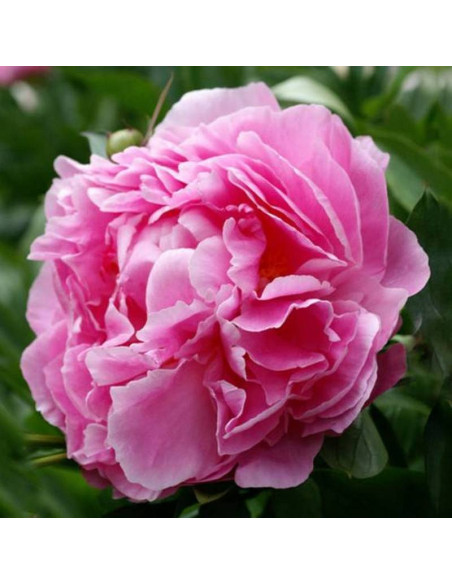 Piwonia Paeonia Alexander Fleming