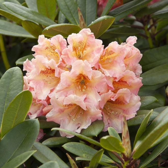 Flautando Różanecznik wielkokwiatowy Rhododendron hybridum