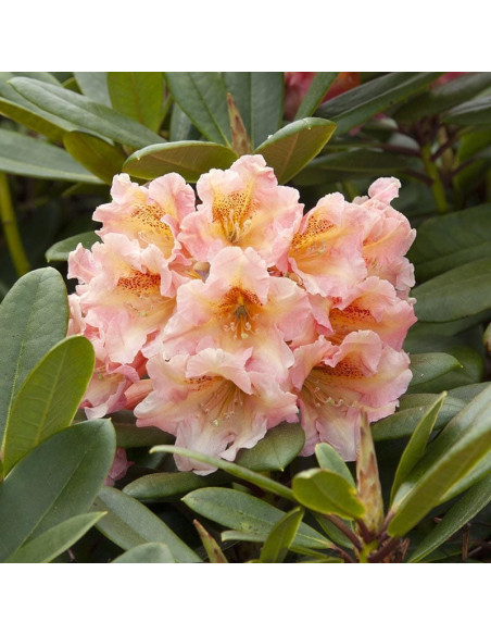 Flautando Różanecznik wielkokwiatowy Rhododendron hybridum